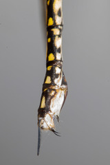 Austrogynacantha heterogena