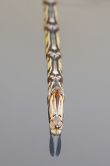 Austrogynacantha heterogena