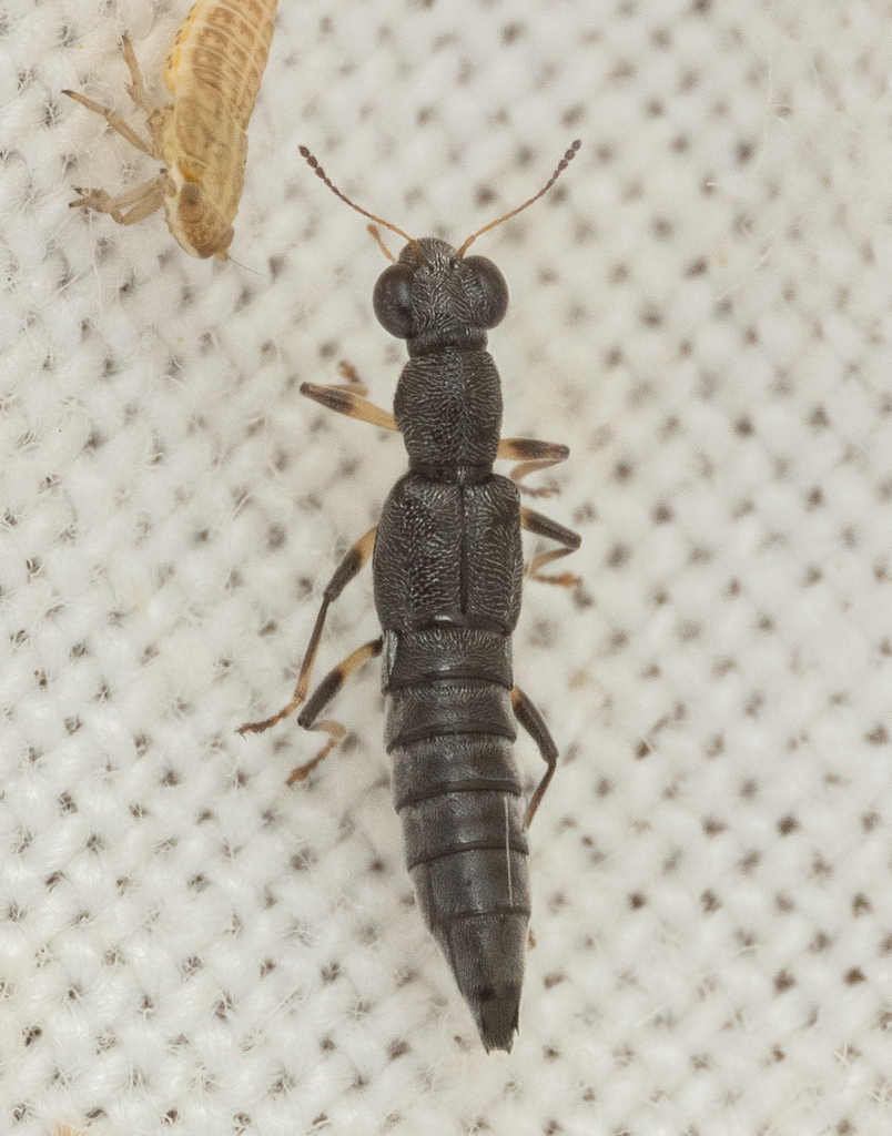Stenus solutus