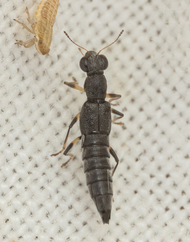 Stenus solutus