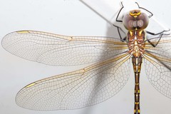 Austrogynacantha heterogena