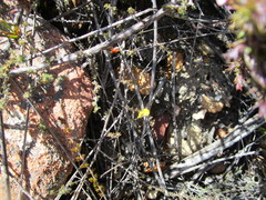 Aspalathus opaca opaca