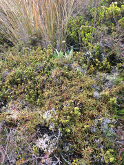 Dracophyllum recurvum