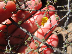 Aspalathus opaca opaca