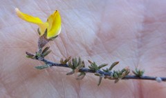 Aspalathus opaca opaca