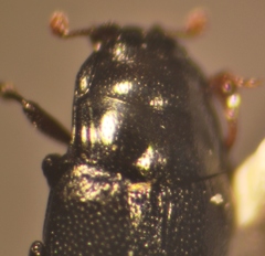 Plegaderus vulneratus
