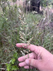 Poa arachnifera