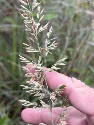 Poa arachnifera, photograph 2