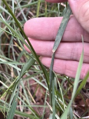 Poa arachnifera, photograph (c) Cody Stricker, some rights reserved (CC BY)