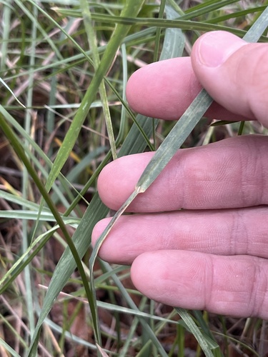 Poa arachnifera, photograph 4