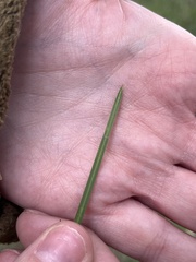 Poa arachnifera, photograph (c) Cody Stricker, some rights reserved (CC BY)