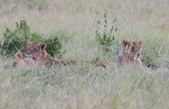 Panthera leo melanochaita