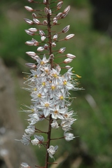 Eremurus tianschanicus