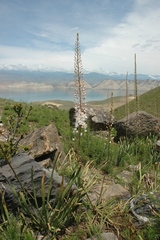 Eremurus tianschanicus