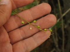 Crambe hispanica, photograph (c) Duarte Frade, some rights reserved (CC BY)