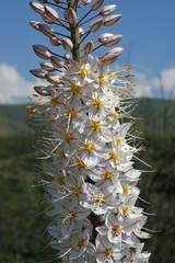 Eremurus tianschanicus