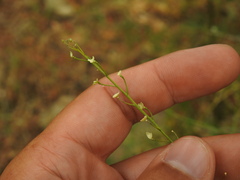 Crambe hispanica, photograph (c) Duarte Frade, some rights reserved (CC BY)