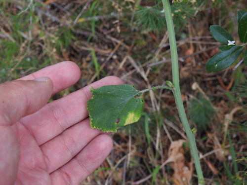 Crambe hispanica