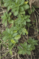 Draba sachalinensis