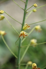 Eremurus czatkalicus