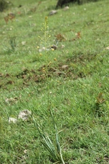 Eremurus czatkalicus