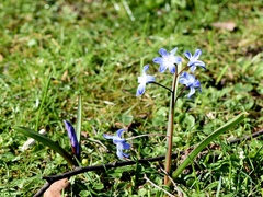 Scilla forbesii