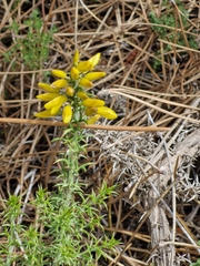 (c) ahabo, some rights reserved (CC BY) Ulex australis, photograph (c) ahabo, some rights reserved (CC BY)