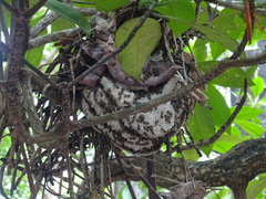 Ropalidia socialistica