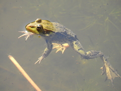 Pelophylax bedriagae