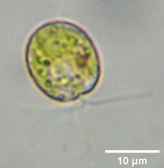 Tetraselmis
