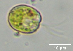 Tetraselmis