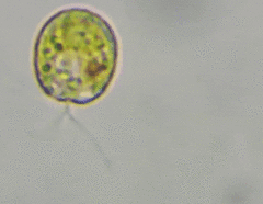 Tetraselmis