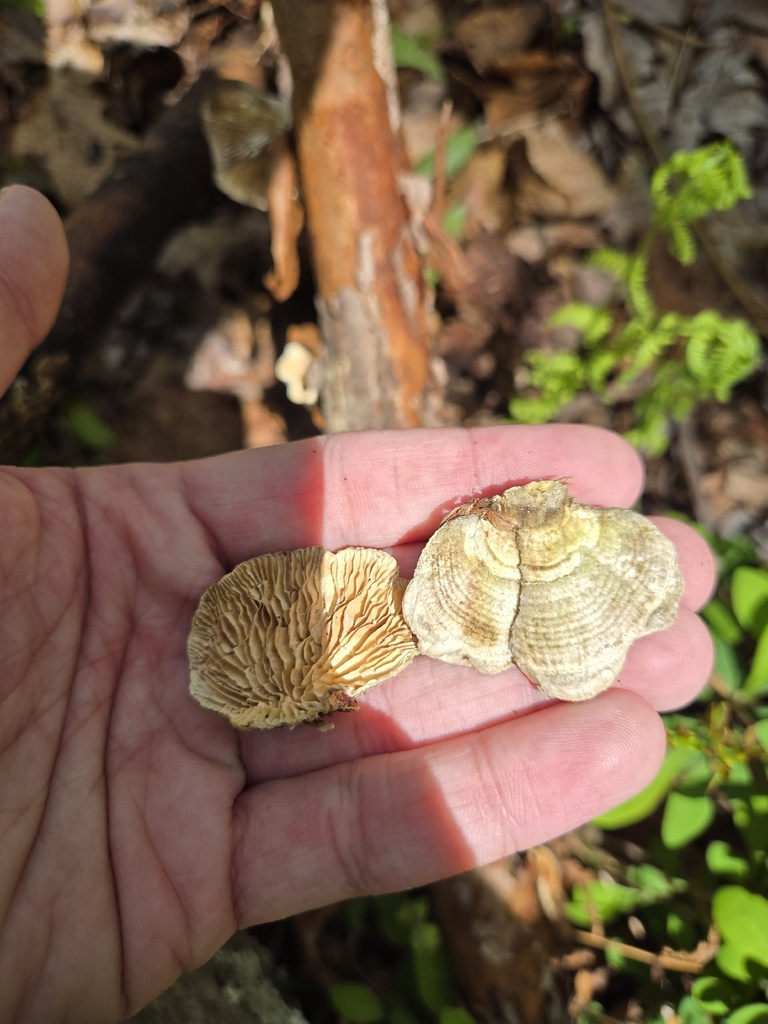 Trametes betulina · May 2026 · photo: © alexgray01134 (iNaturalist, cc-by)