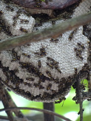 Ropalidia socialistica