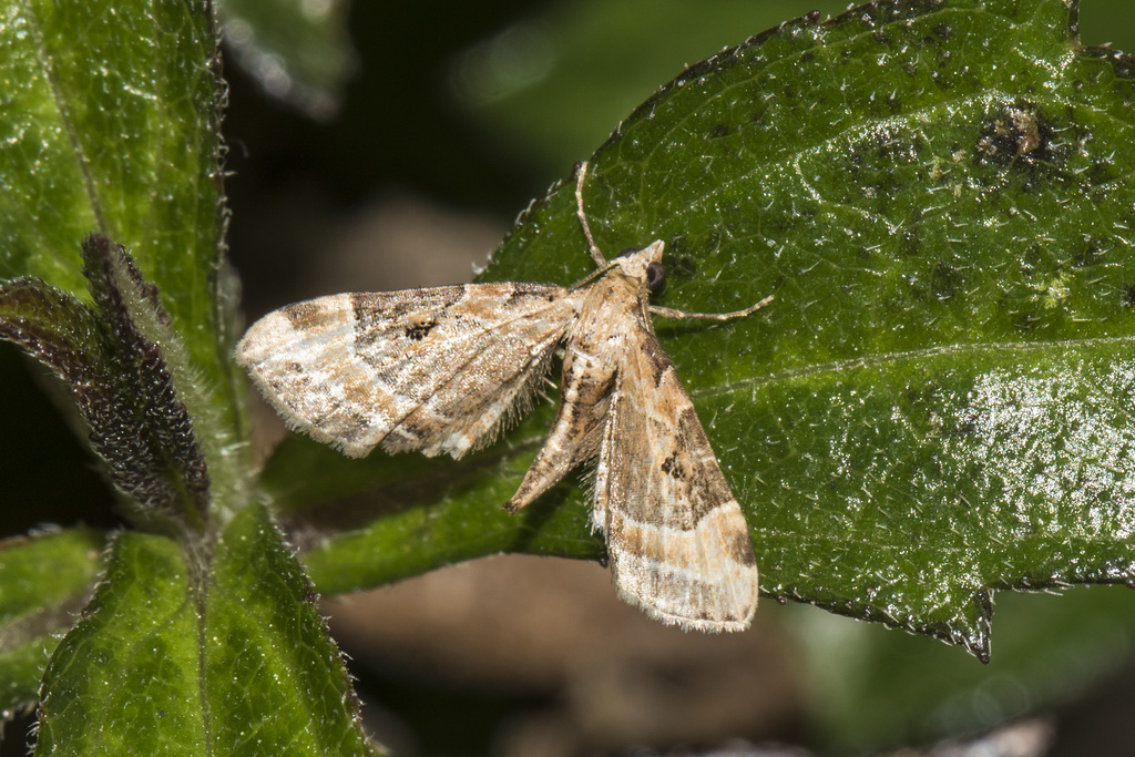 Mesoptila melanolopha