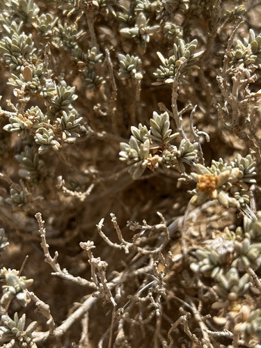 Mat saltbush (Atriplex corrugata)