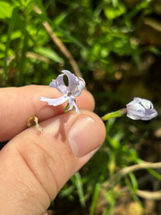 Phlox bifida, photograph (c) Chris Stahl, some rights reserved (CC BY)
