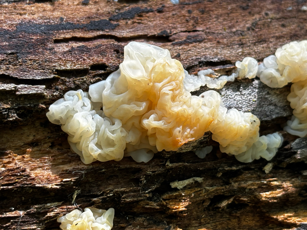Protohydnum album · May 2026 · photo: © bathroomstahl (iNaturalist, cc-by)