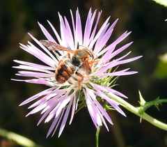 Rhodanthidium