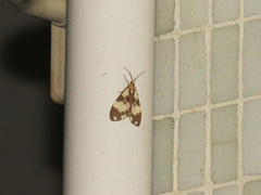 Nyctemera carissima