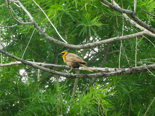 Yellow-headed Blackbird
