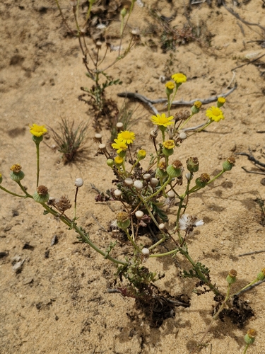 Senecio gallicus, photograph 4