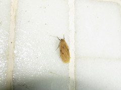 Paralithosia shaowuica