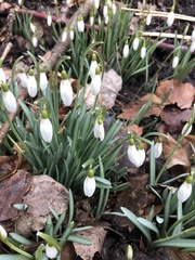 Galanthus nivalis