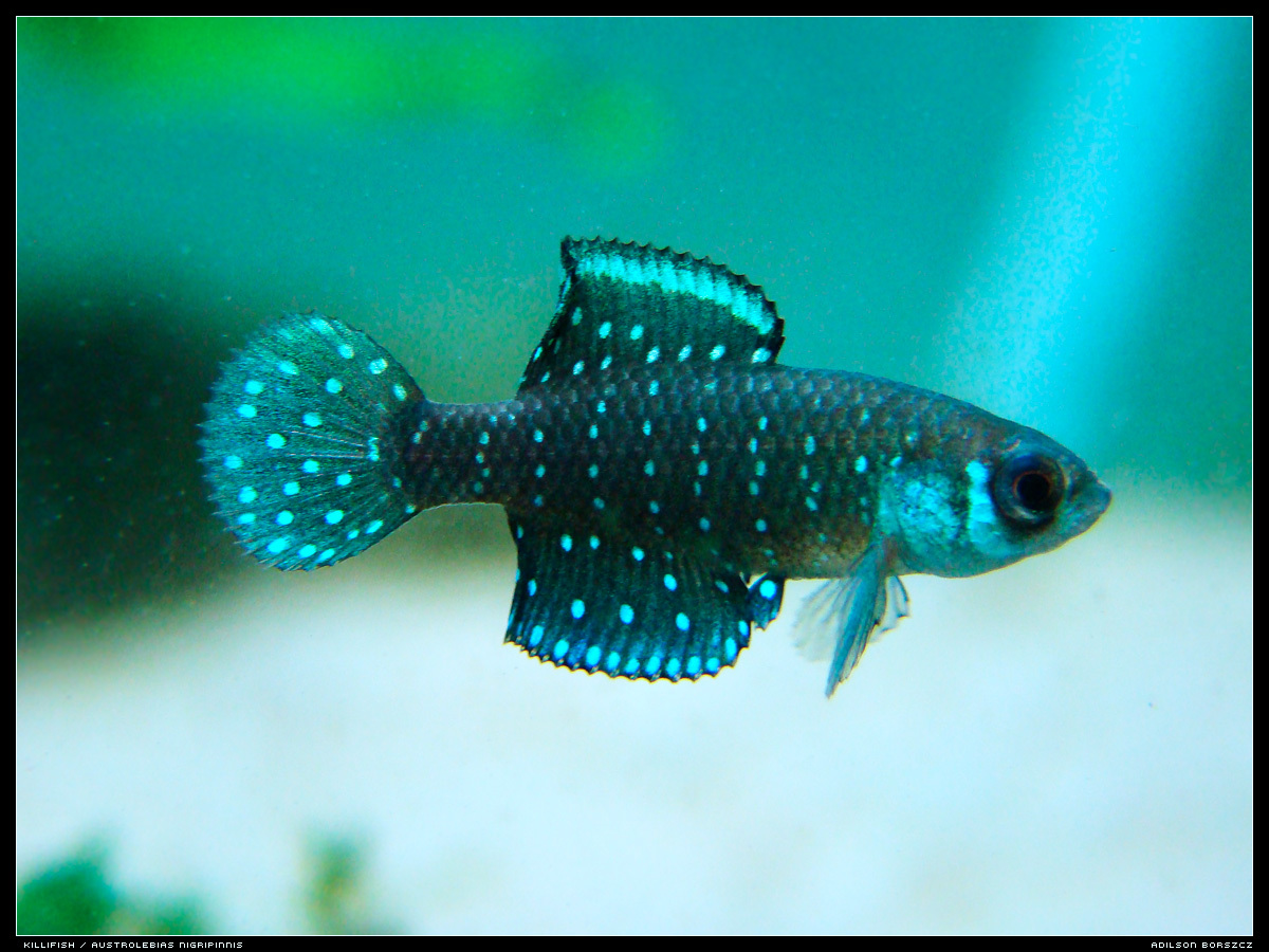 Argolebias nigripinnis
