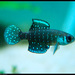 Blackfin Pearlfish - Photo (c) Adilson Borszcz, some rights reserved (CC BY-NC-SA)
