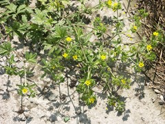 Potentilla tobolensis
