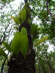 Bulbophyllum baileyi