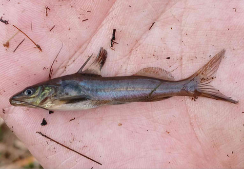 Broadhead dwarf catfish (Pimelodella laticeps) — Heptapteridae — 2