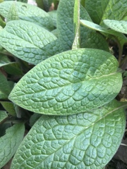 Symphytum tuberosum